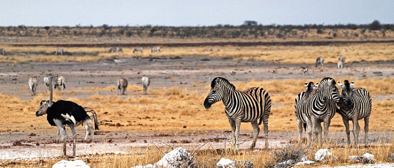 Etosha – Zebra | Namibia