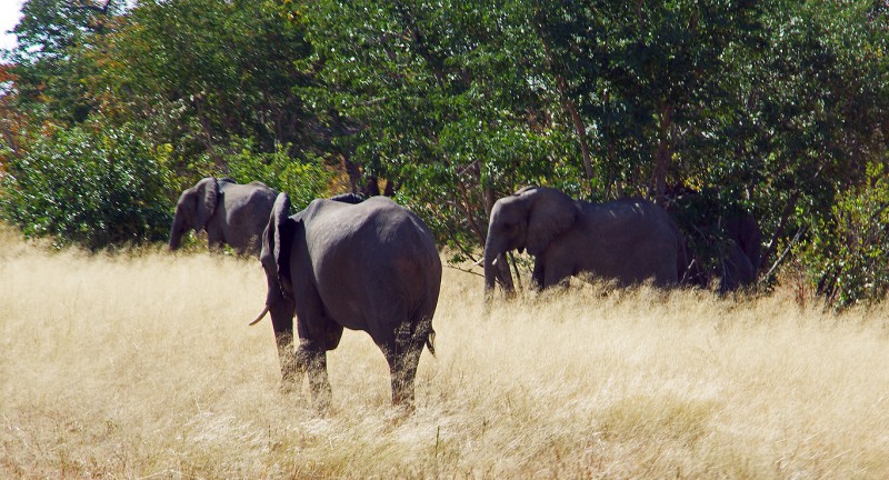 Botswana09