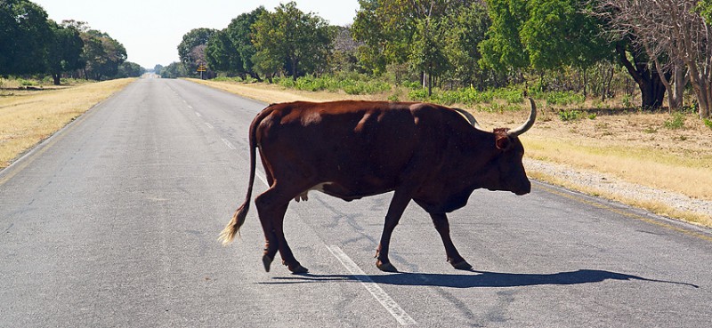 Caprivi05