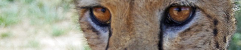 Cheetah_up_close