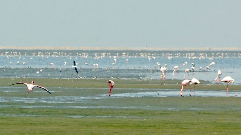 Flamingo01