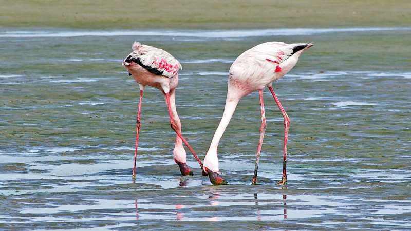 Flamingo02