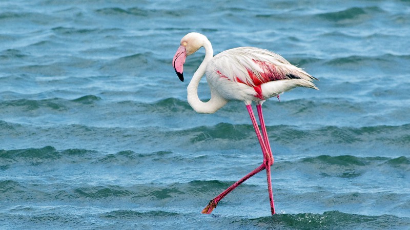 Flamingo03