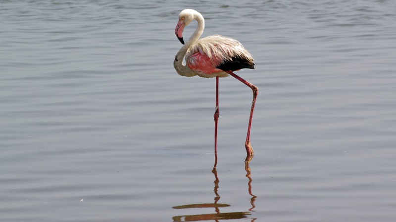 Flamingo05