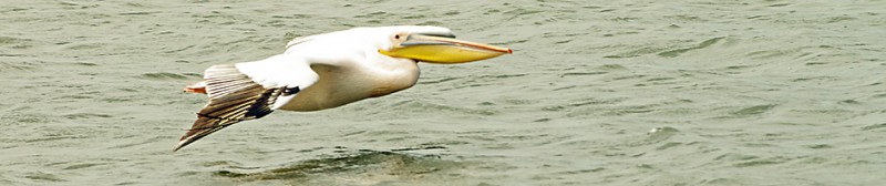 WB_Pelican.jpg