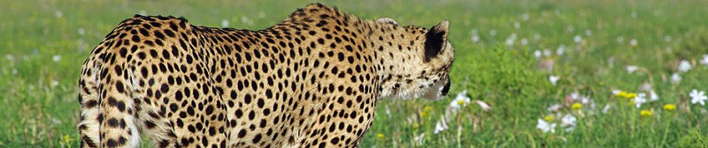 Cheetah-walk.jpg