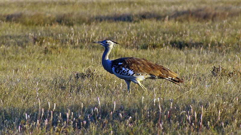 Etosha_0503_004