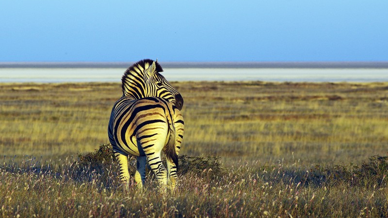 Etosha_0503_006