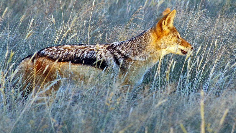 Etosha_0503_008