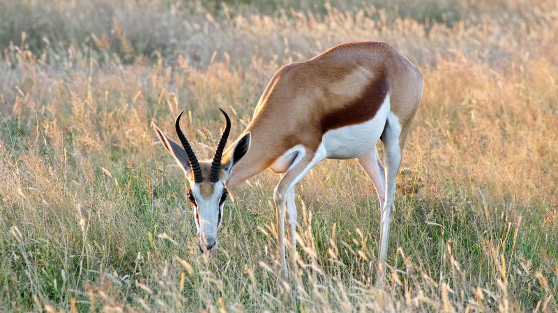 Etosha_0503_009