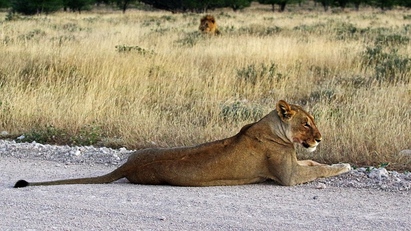 Etosha_0503_013