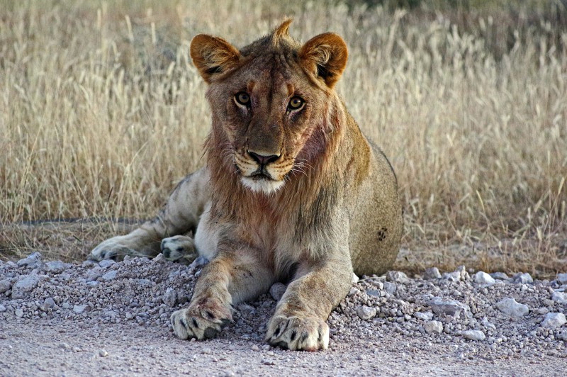 Etosha_0503_014