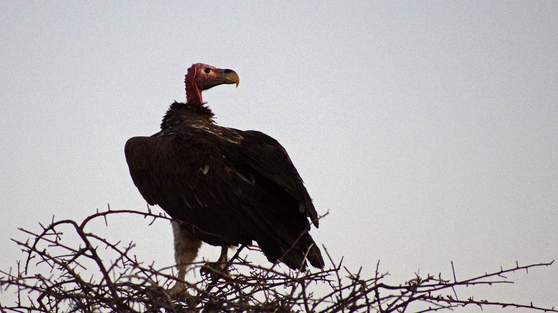 Etosha_0503_015