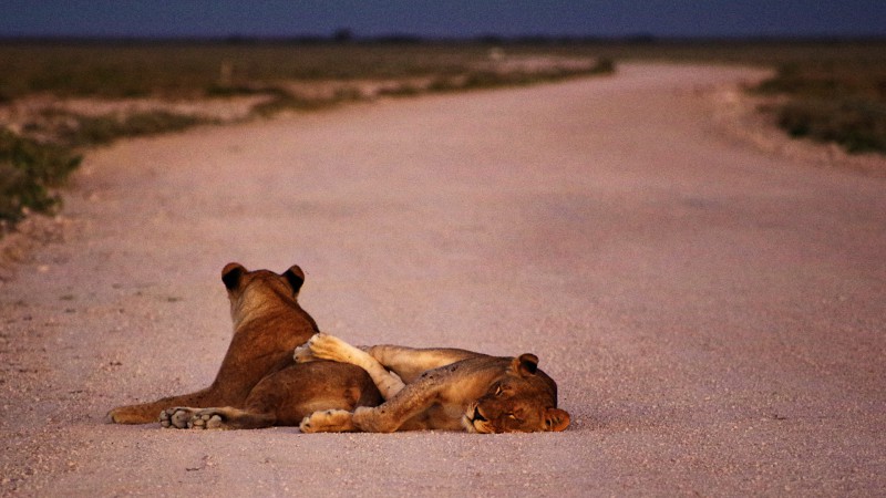 Etosha_0503_016