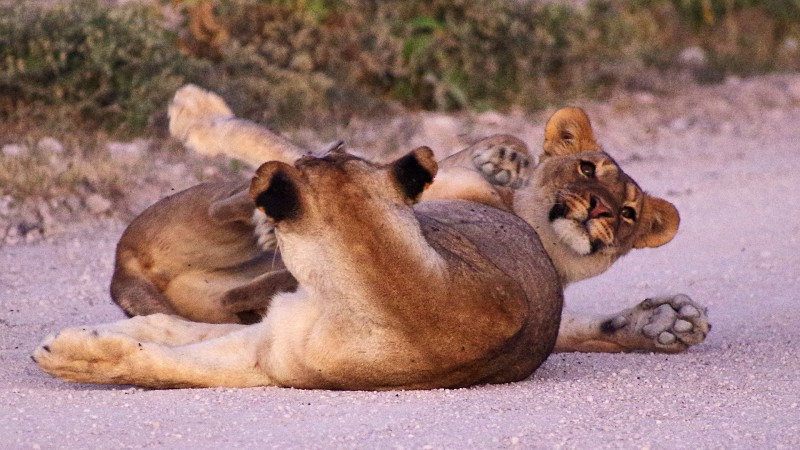 Etosha_0503_019