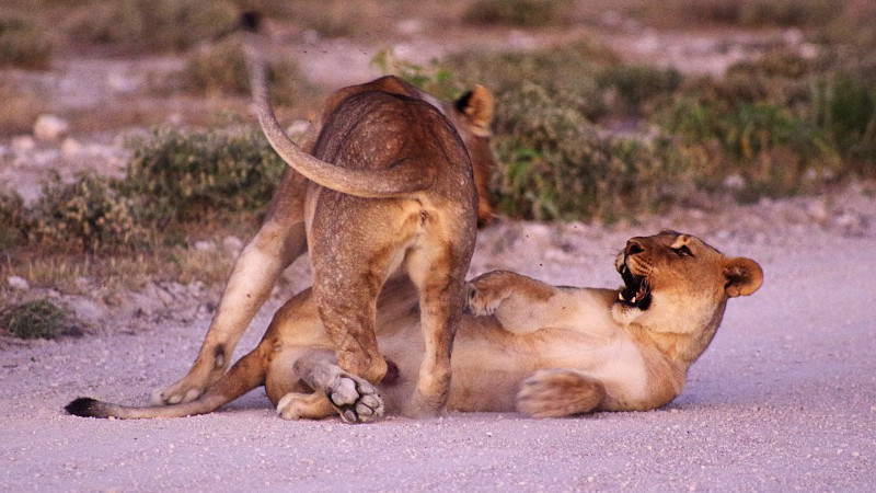 Etosha_0503_020