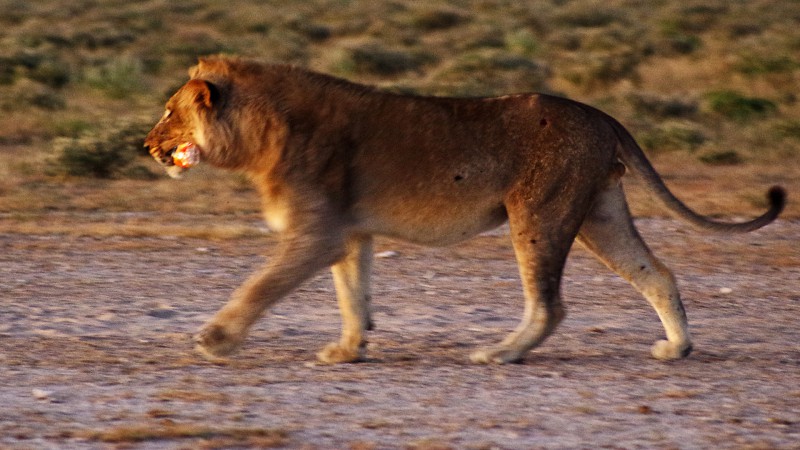 Etosha_0503_022