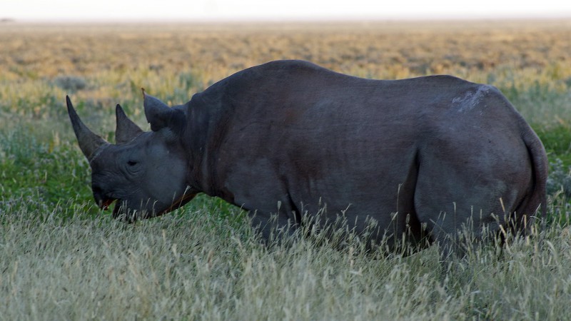 Etosha_0504_002 - Copy