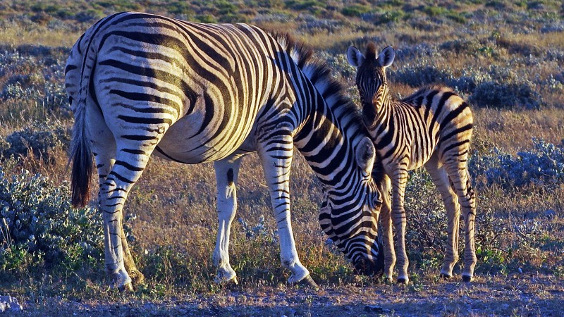 Etosha_0504_008 - Copy