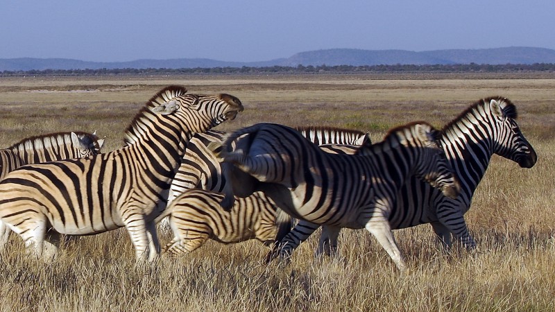 Etosha_0504_010 - Copy