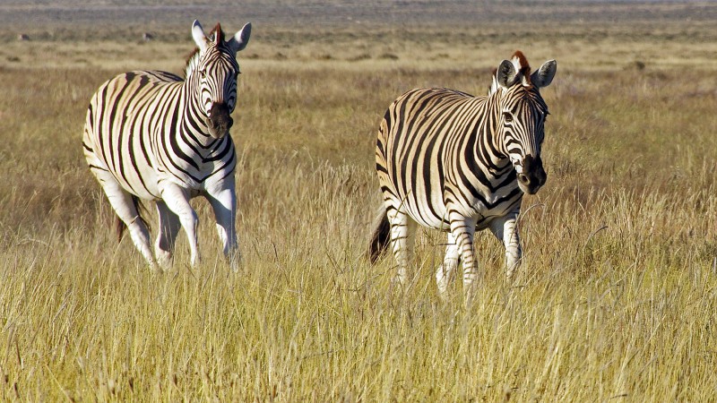 Etosha_0504_012 - Copy