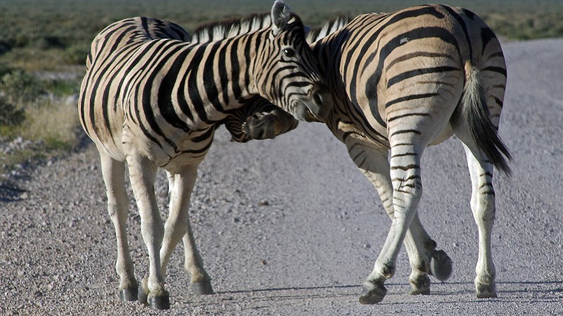 Etosha_0504_019 - Copy