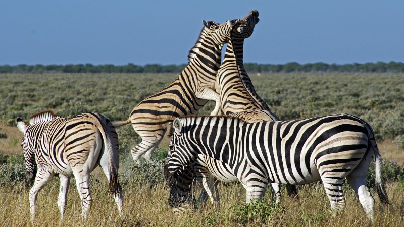 Etosha_0504_020 - Copy