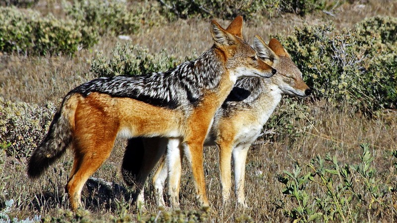 Etosha_0504_024 - Copy