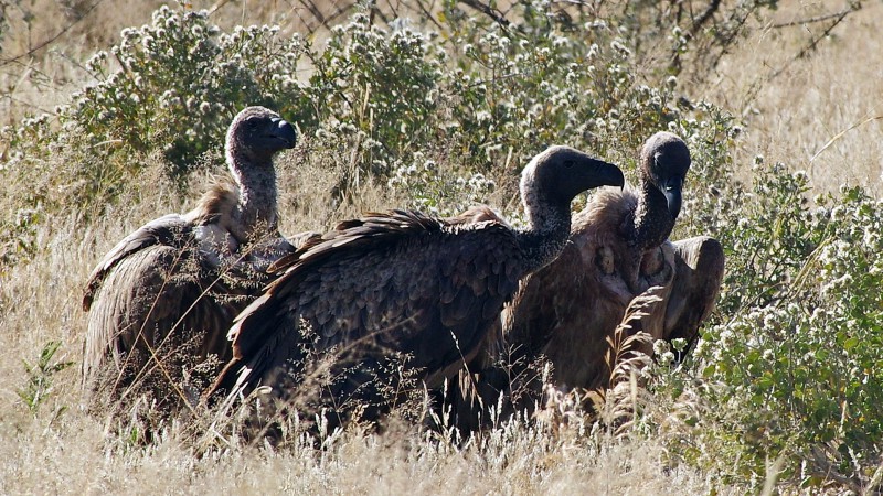 Etosha_0504_025 - Copy