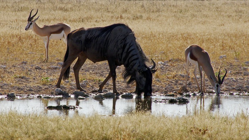 Etosha_0504_027 - Copy