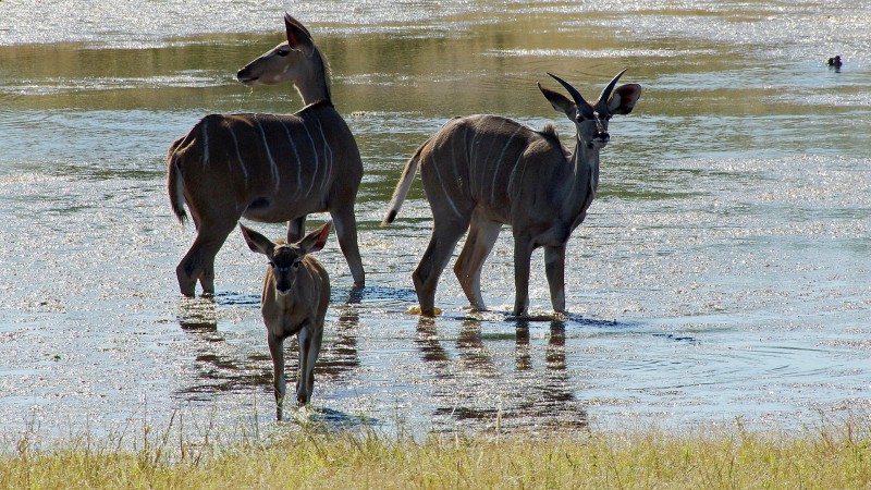 Etosha_0504_029 - Copy