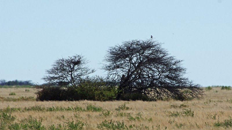 Etosha_0504_034