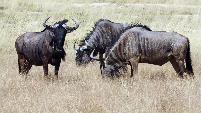 Etosha_0504_036