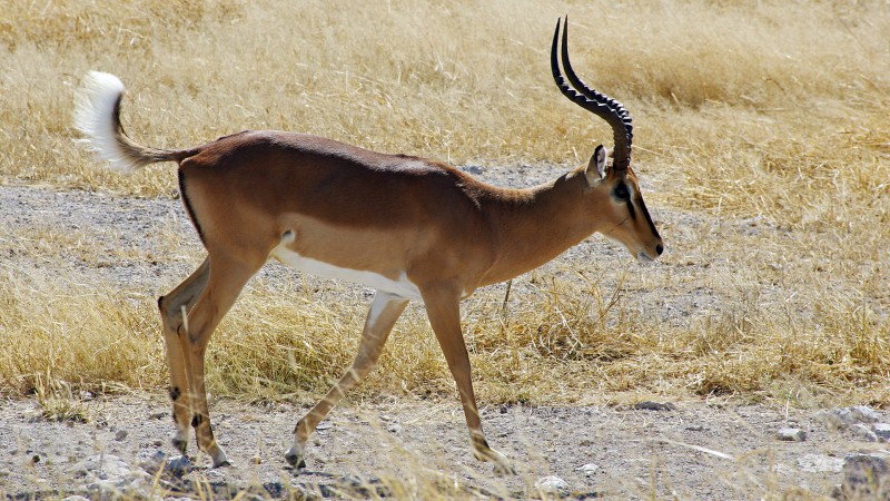 Etosha_0504_041