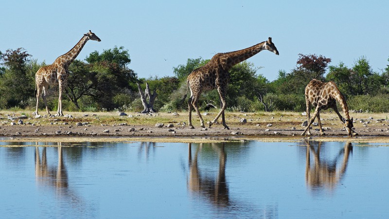 Etosha_0504_044