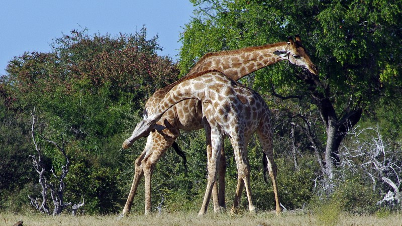 Etosha_0504_045