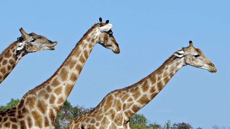 Etosha_0504_047