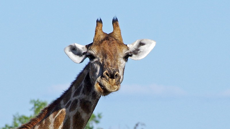 Etosha_0504_048