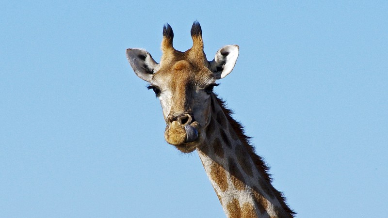 Etosha_0504_049