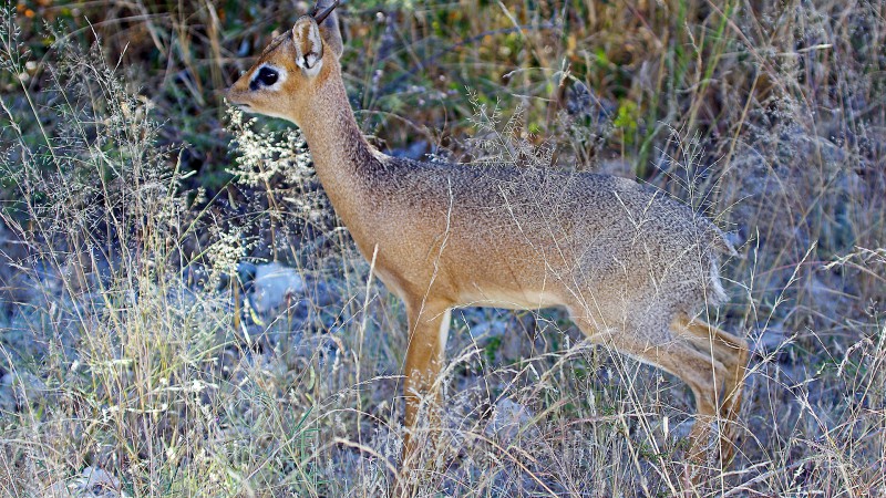 Etosha_0504_051