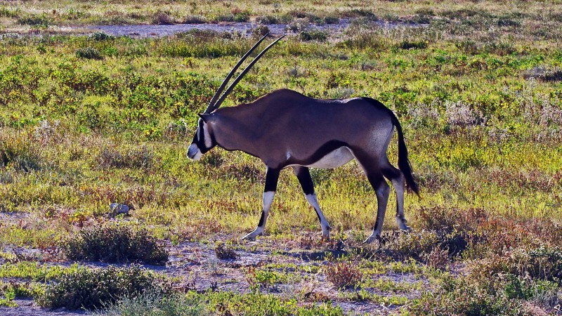 Etosha_0504_054