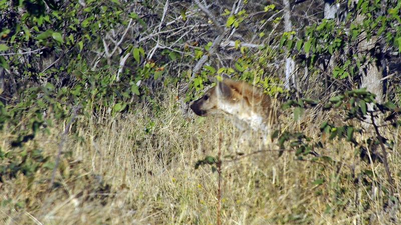 Etosha_0504_056