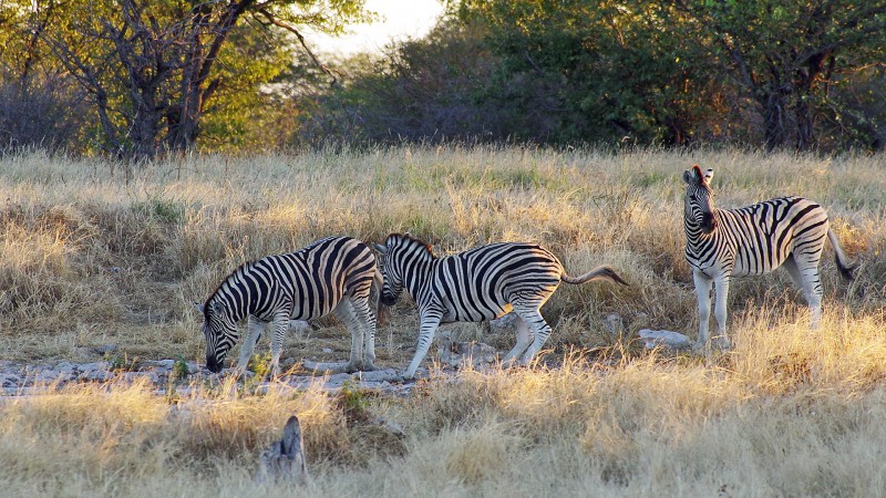 Etosha_0504_060