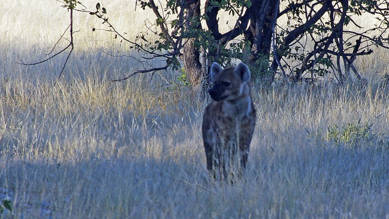 Etosha_0505_002