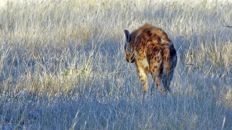 Etosha_0505_003