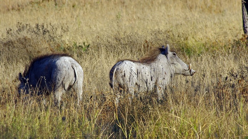 Etosha_0505_004