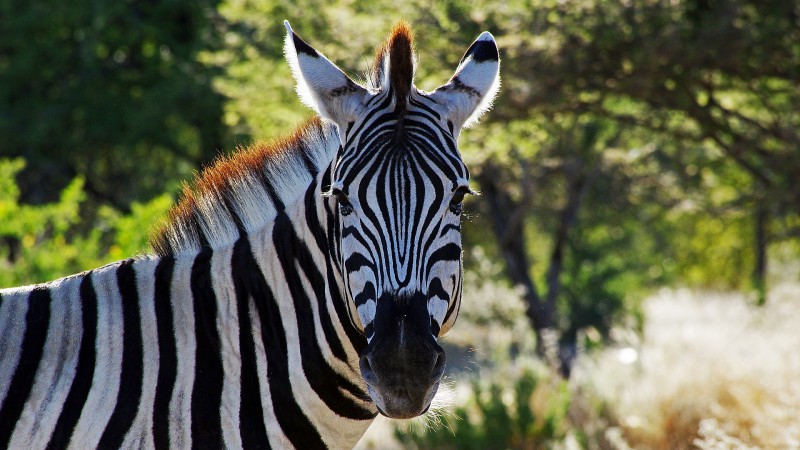 Etosha_0505_006