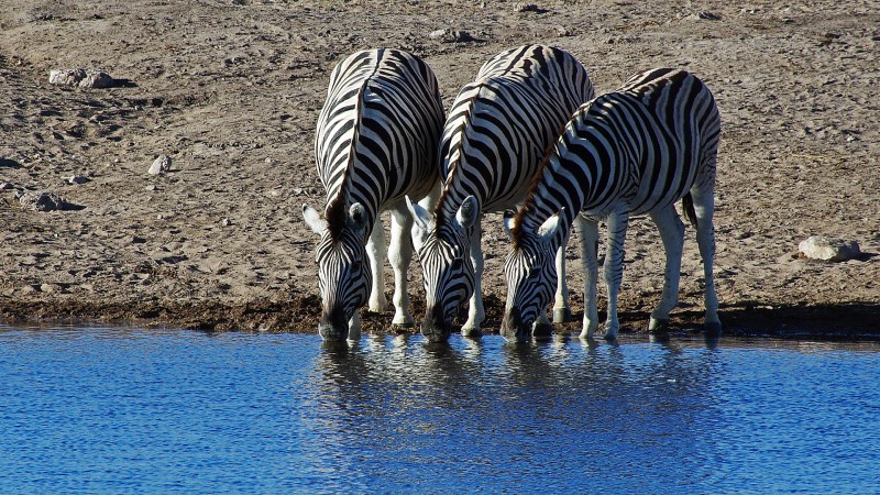 Etosha_0505_007