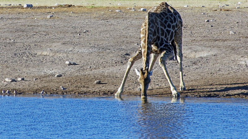 Etosha_0505_008