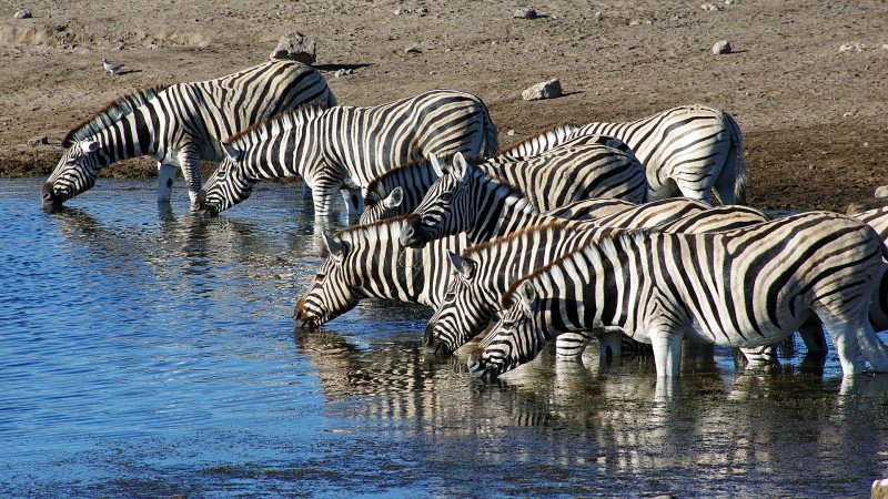 Etosha_0505_010